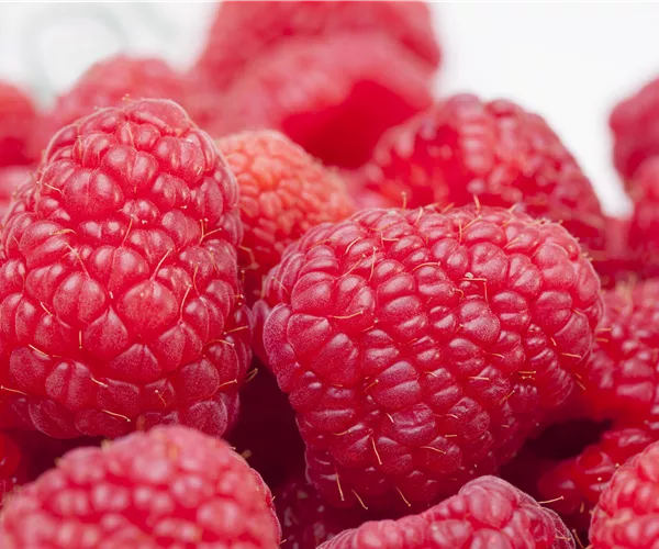 Tipps zum Pflanzen und Pflegen von Himbeeren