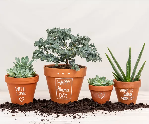 Danke Mama! – Die beliebtesten Blumen zum Muttertag