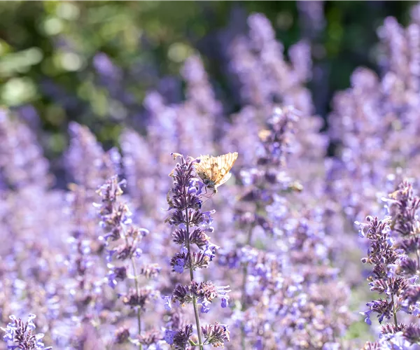 Pflanzen für sonnige Standorte – Unsere Top 10
