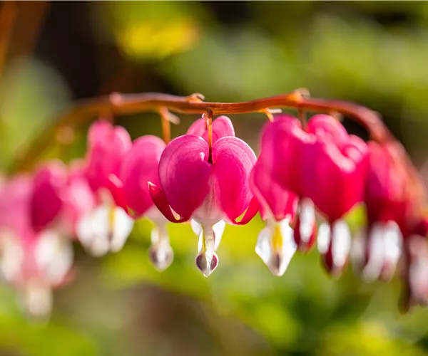 Die besten Pflanzen für den Schatten