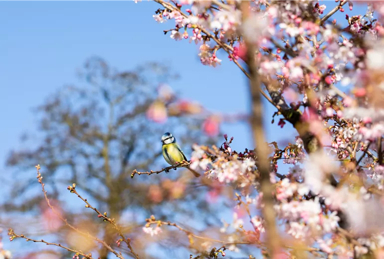 Blaumeise auf blühender Kirsche