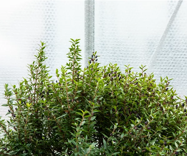 Wie Pflanzen überwintern und im Frühjahr wieder neu erwachen