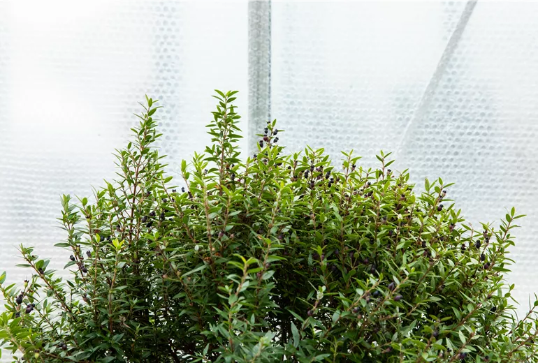 Gewächshaus - Überwinterung mit Luftpolsterfolie