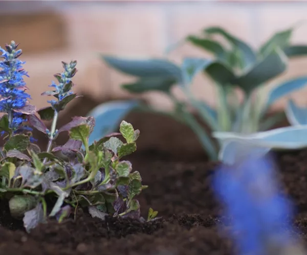 Kriechender Günsel - Einpflanzen im Garten