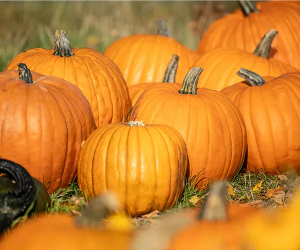 Der Herbst ist die beste Zeit für leckere und hübsche Kürbisse