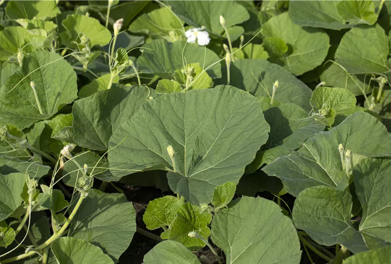 Cucurbita lagenaria