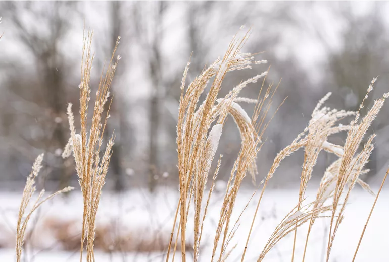 Gräser im Schnee