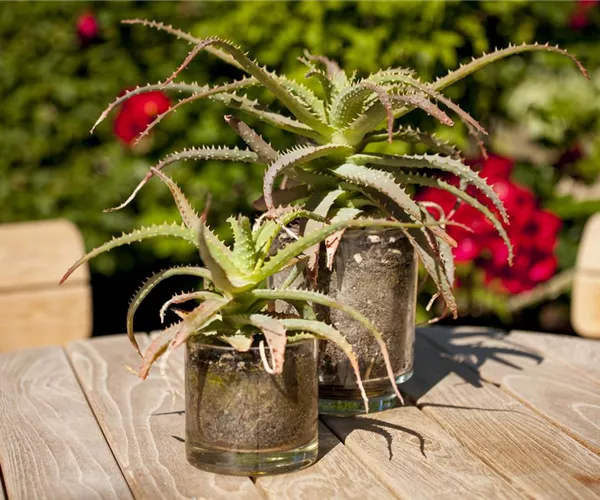 Ab an die frische Luft – Sommerurlaub für Zimmerpflanzen