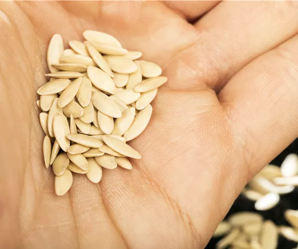 Sämereien auf ihre Haltbarkeit prüfen