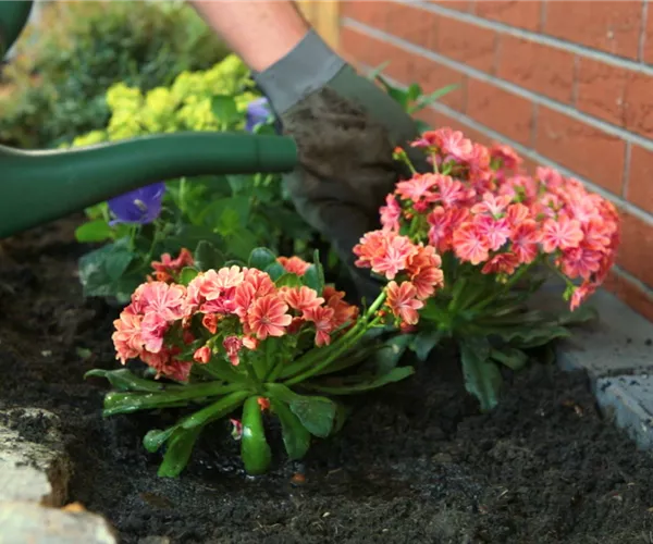 Gewöhnliche Bitterwurz - Einpflanzen im Garten