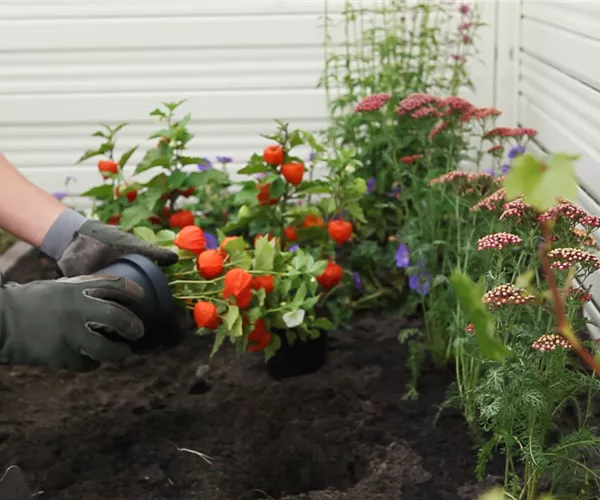 Physalis - Einpflanzen im Garten