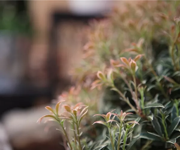 Japanisches Schattenglöckchen - Einpflanzen im Garten