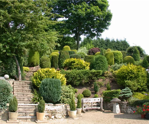 Die Koniferen überzeugen durch ihre eindrucksvolle Vielfalt