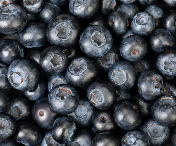 Blaubeere oder Schwarzbeere – die Heidelbeere hat viele Namen und viel Geschmack