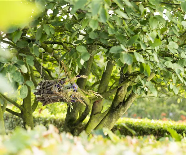 Haus- und Gartenbäume