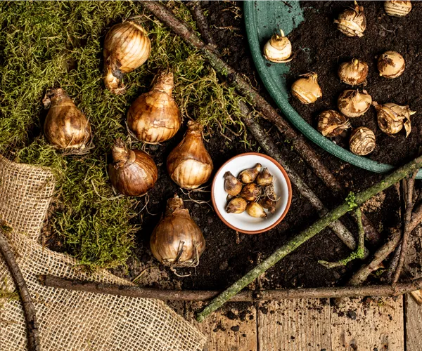 Blumenzwiebeln überwintern – der ultimative Leitfaden