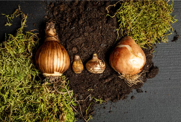 Verschiedene Blumenzwiebeln