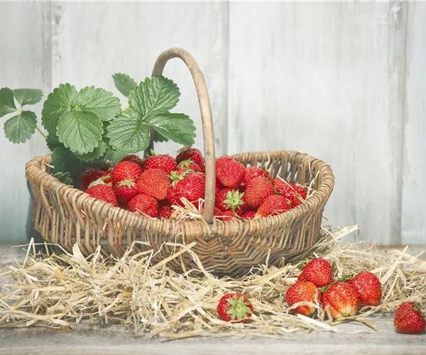 Die Erdbeere – die heimliche Nuss