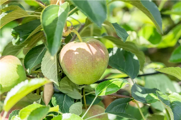 Kennen Sie schon den Streuobstpakt oder Streuobst für Alle?