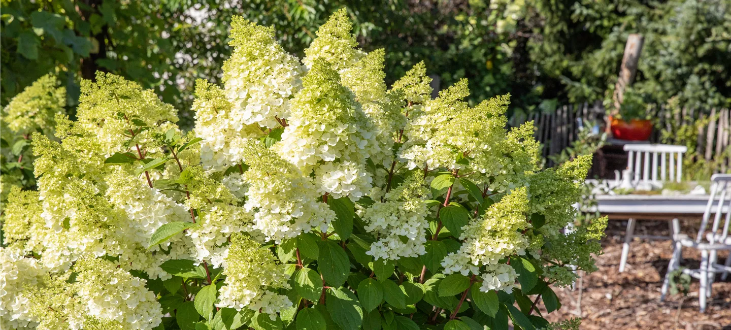 Hydrangea paniculata