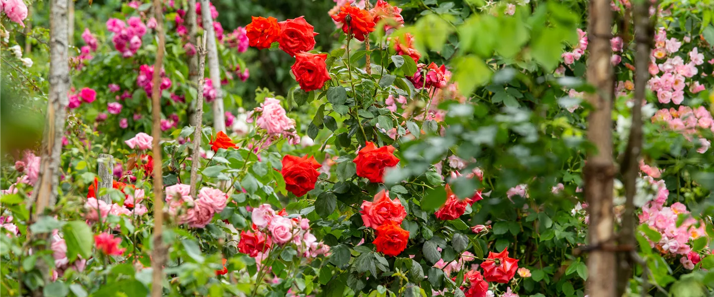 Rosengarten