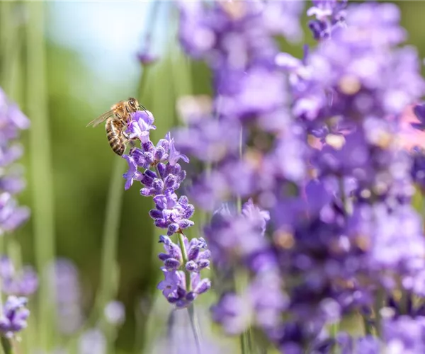 Bienenfreundliche Sommerblumen – ein Büffet für Biene und Co.
