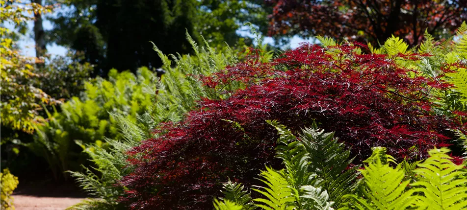 Acer palmatum 'Dissectum Garnet'