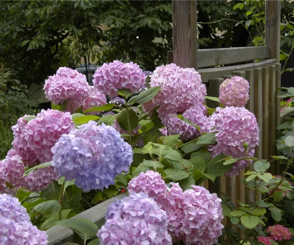 Die Hortensie im Garten – durstige Schönheit mit Charakter