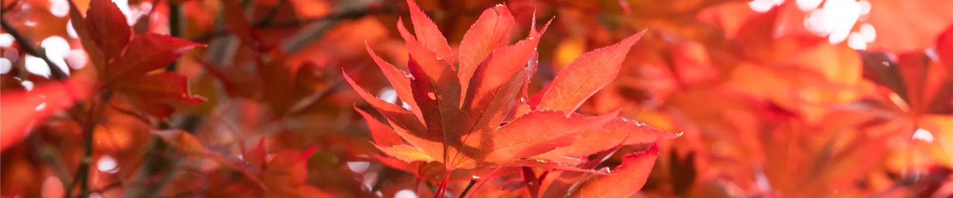 Acer palmatum 'Fireglow'