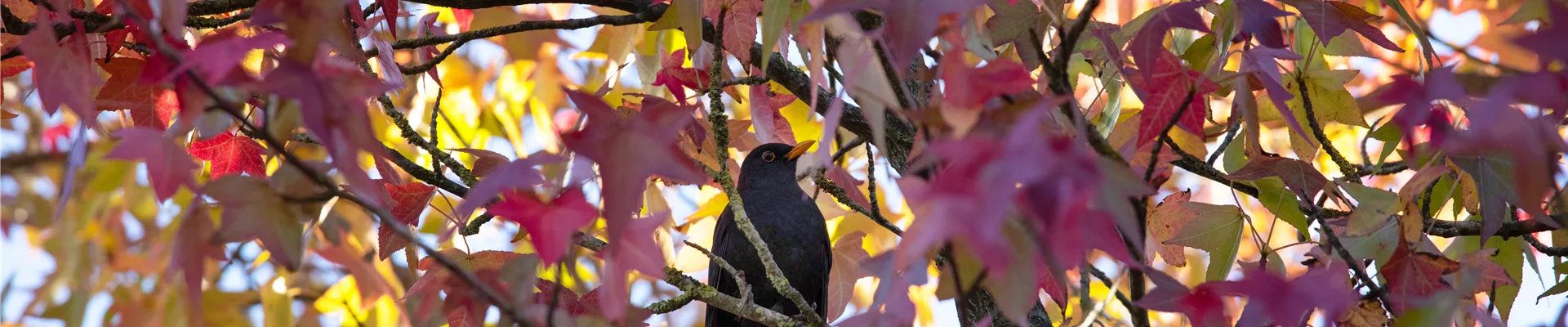 Vogel im Baum