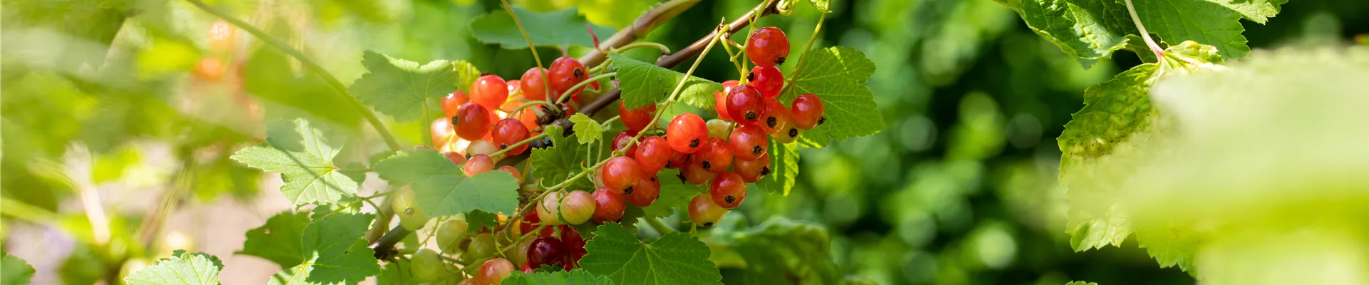 Ribes rubrum 'Rondom'