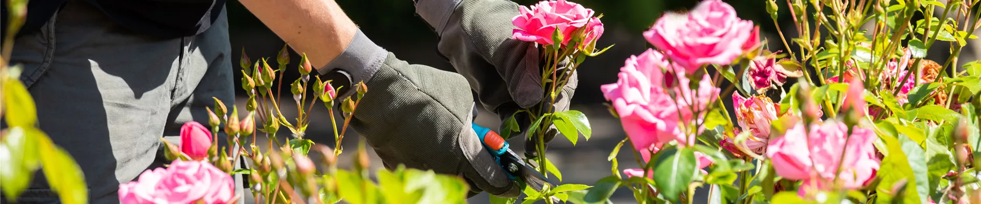 Rosen schneiden