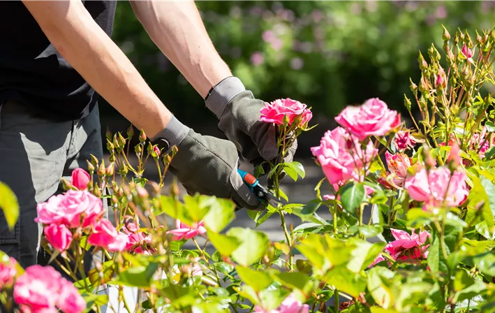 Rosen schneiden
