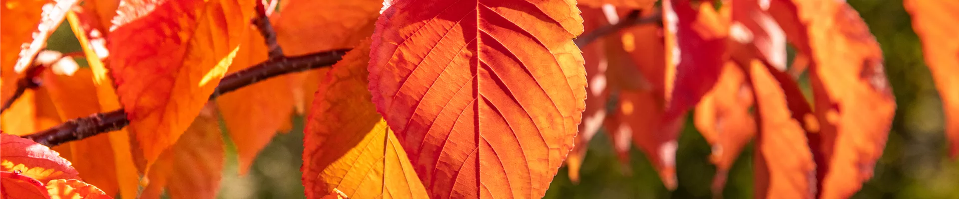 Blätter in Herbstfärbung
