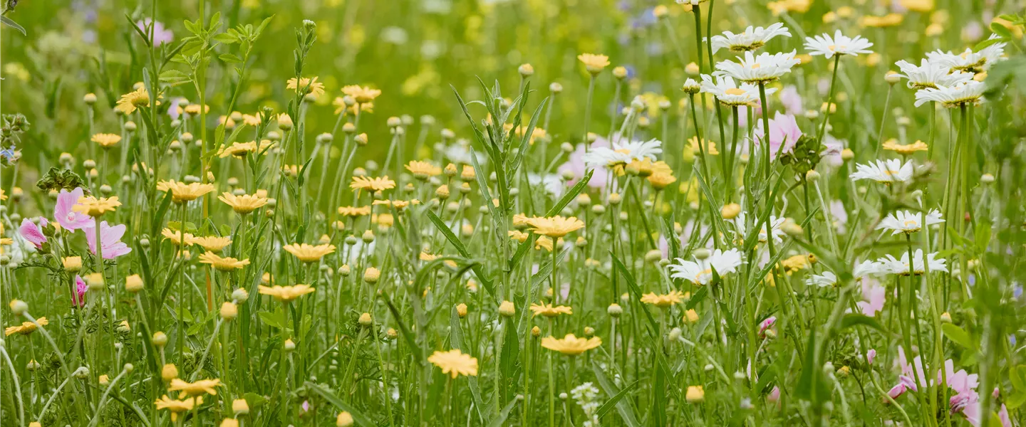 Blumenwiese