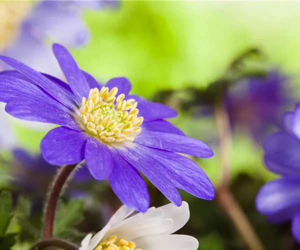 Anemonen im Topf bringen Farbenfreude auf den Balkon