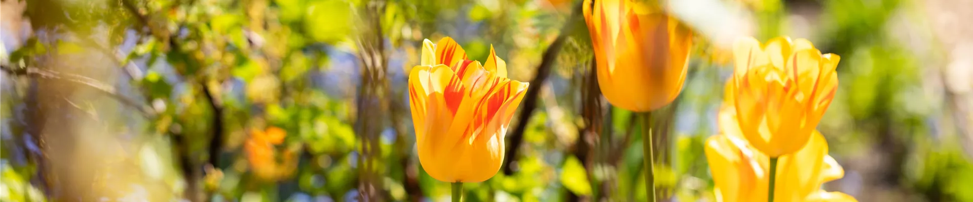 Tulpen im Beet
