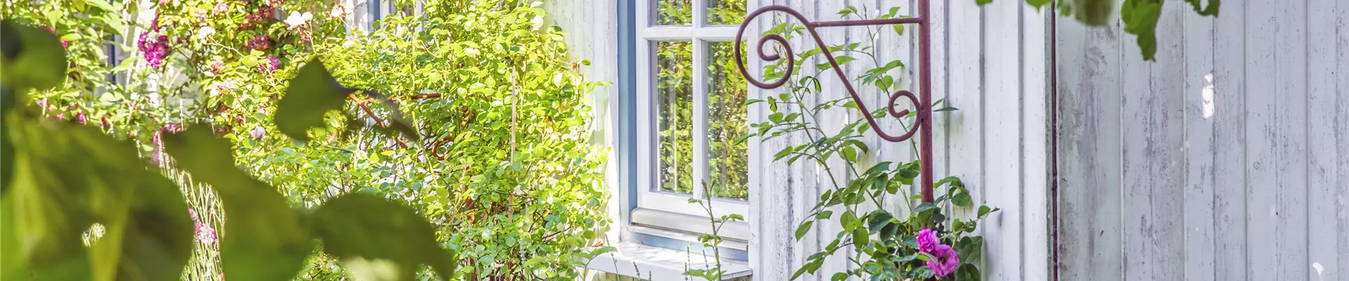 Hauswand mit Rosen